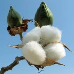 Natural Material_Organic Cotton